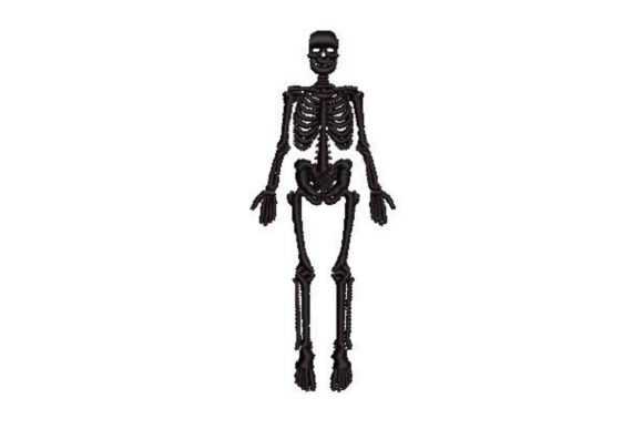 Vintage Anatomical Skeleton Review